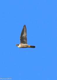 Adult Peregrine Falcon in flight